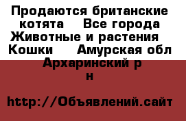 Продаются британские котята  - Все города Животные и растения » Кошки   . Амурская обл.,Архаринский р-н